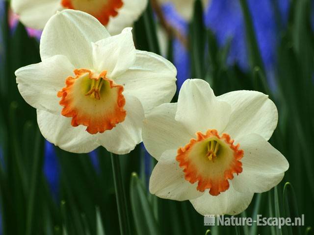 Narcis 'Pink Charm' Keukenhof 3