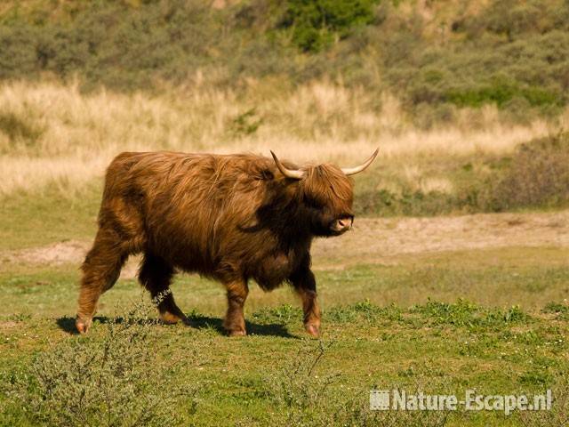 Schotse hooglander Vogelmeer NPZK1