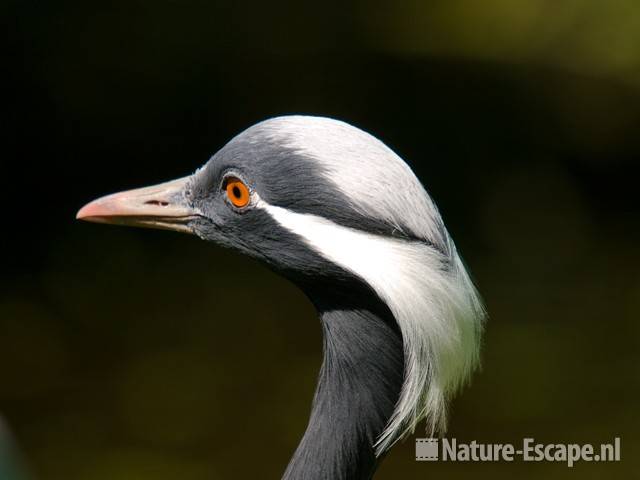 Jufferkraanvogel, detail kop AZF1