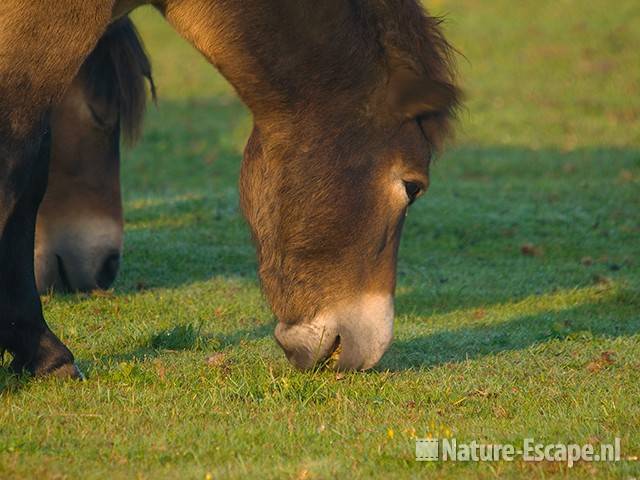 Exmoor pony's, grazend NHD Heemskerk1