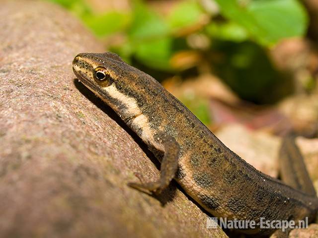 Kleine watersalamander tB13