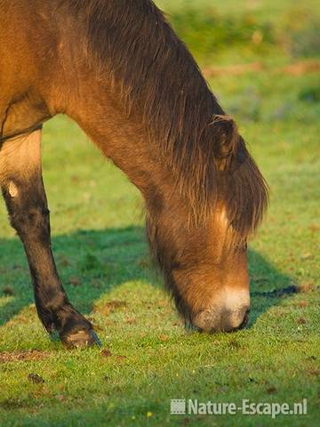 Exmoor pony, grazend NHD Heemskerk 4