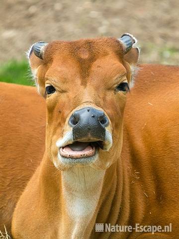 Banteng, koe, detail kop, Burgers Zoo 1 280709