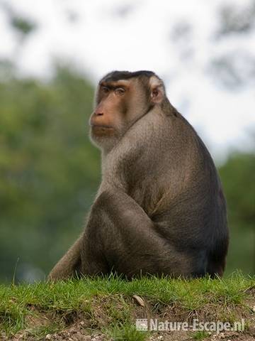 Laponderaap, Burgers Zoo 3 280709