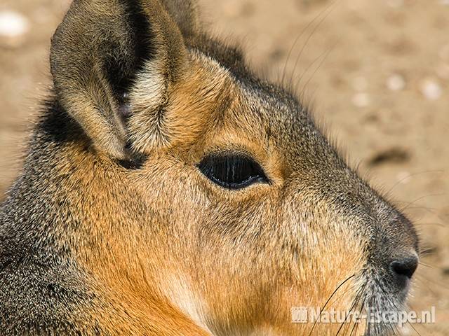 Mara, detail kop, Van Blanckendaell Park 3 120609