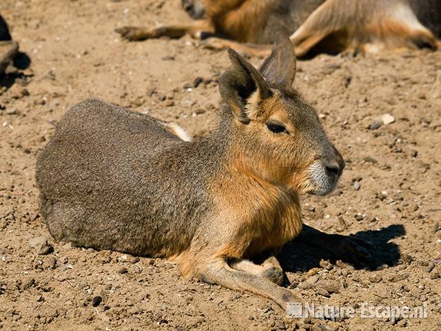 Mara, Van Blanckendaell Park 1 120609