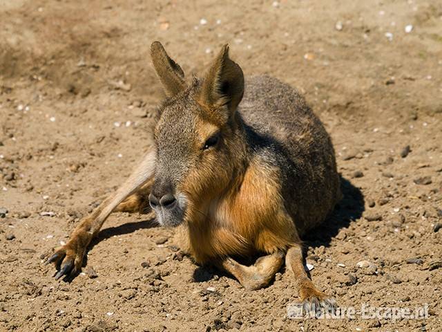 Mara, Van Blanckendaell Park 2 120609