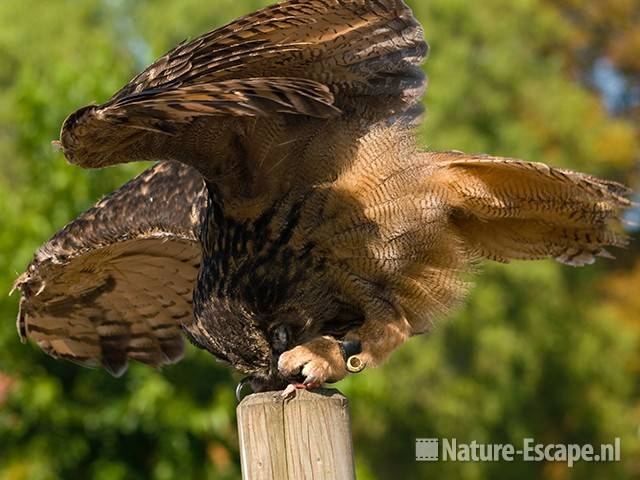 Oehoe, bij voer op paal Avifauna 1 180909