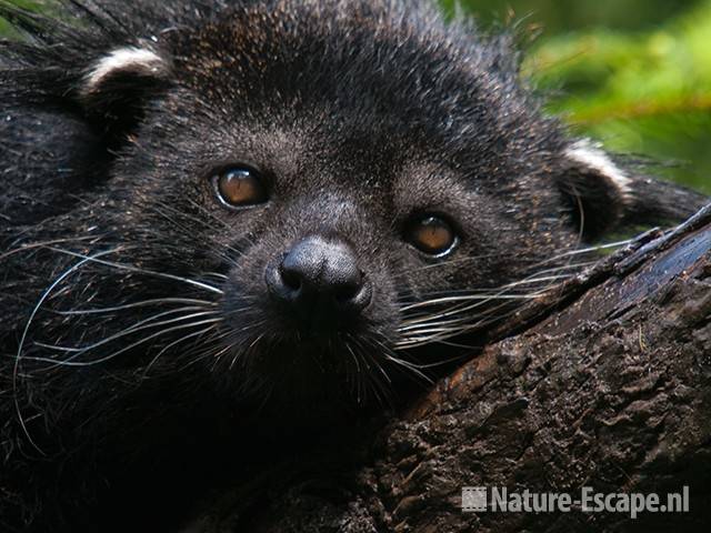 Beermarter, Dierenpark Wissel 1 290710