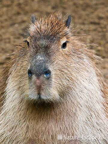 Capibara, detail kop, Dierenpark Wissel 1 290710
