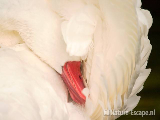 Coscorobazwaan, poetsend, Dierenpark Wissel 1 290710