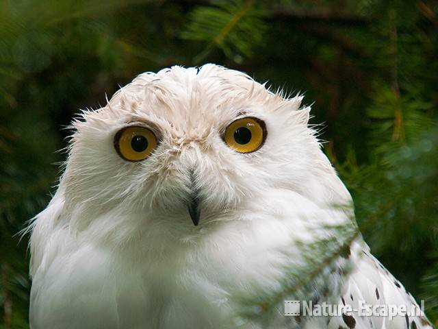 Sneeuwuil, detail kop, Dierenpark Wissel 1 290710
