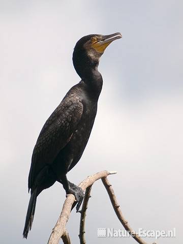 Aalscholver, op tak, Avifauna 1 030810