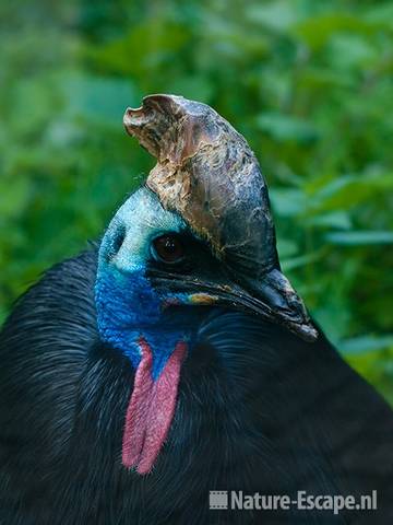 Helmkasuaris, detail kop, Avifauna 1 030810