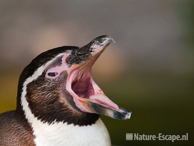 Humboldtpinguin, gapend, Avifauna 2 030810