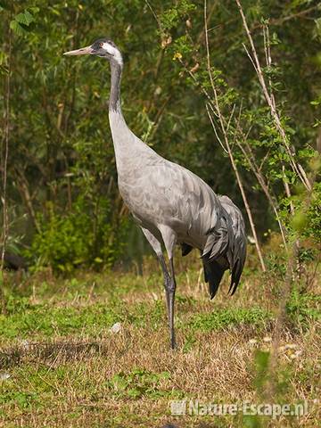 Kraanvogel, Avifauna 1 030810