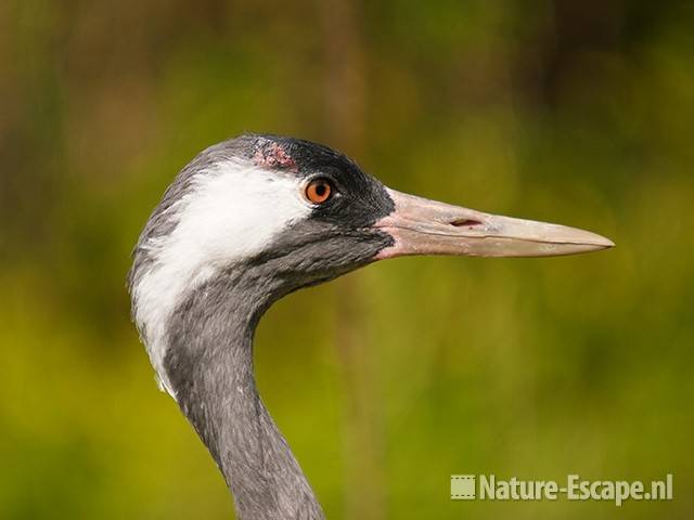 Kraanvogel, detail kop, Avifauna 3 030810