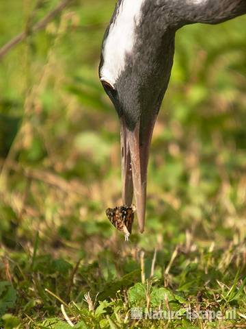 Kraanvogel, eet distelvlinder, Avifauna 1 030810