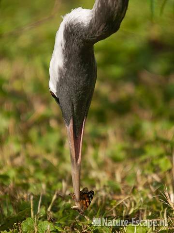 Kraanvogel, eet distelvlinder, Avifauna 4 030810