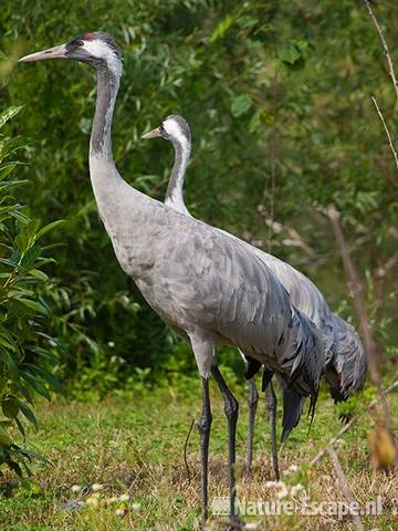 Kraanvogels, Avifauna 1 030810