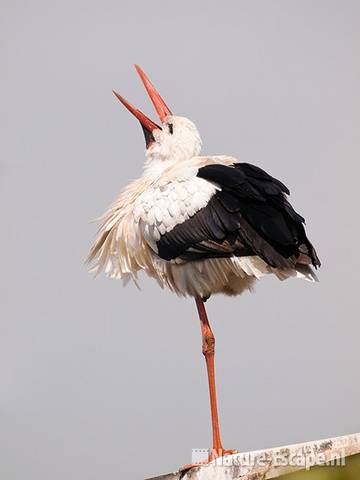 Ooievaar, gapend, op lantaarnpaal, Avifauna 1 030810