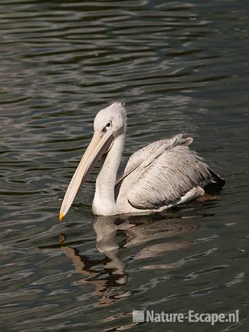 Roodrugpelikaan, zwemmend, Avifauna 1 030810