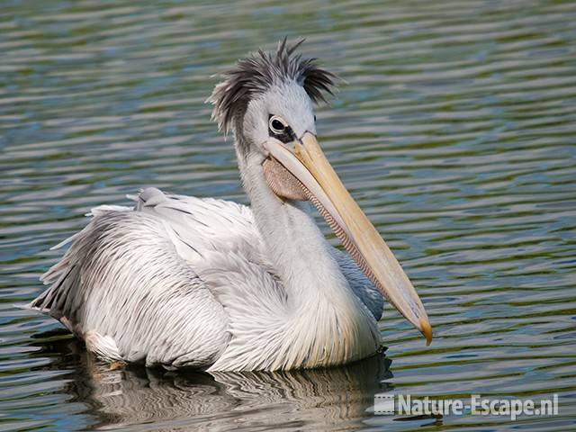 Roodrugpelikaan, zwemmend, Avifauna 2 030810