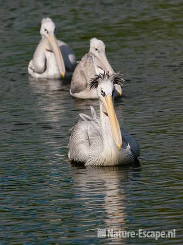 Roodrugpelikanen, Avifauna 1 030810