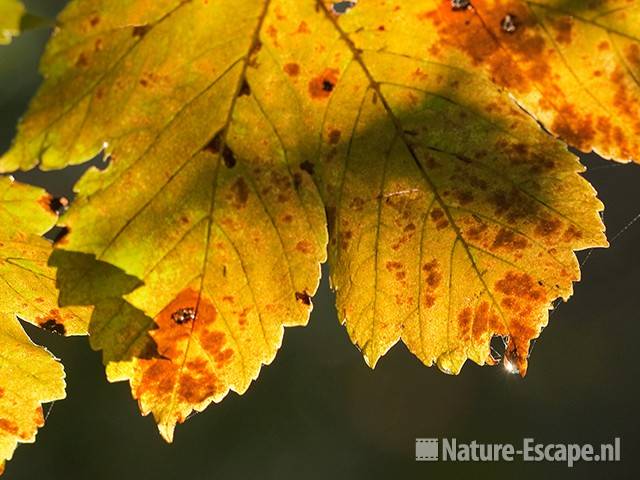 Gewone esdoorn, gekleurd herfstblad, NHD Bakkum 2 300911