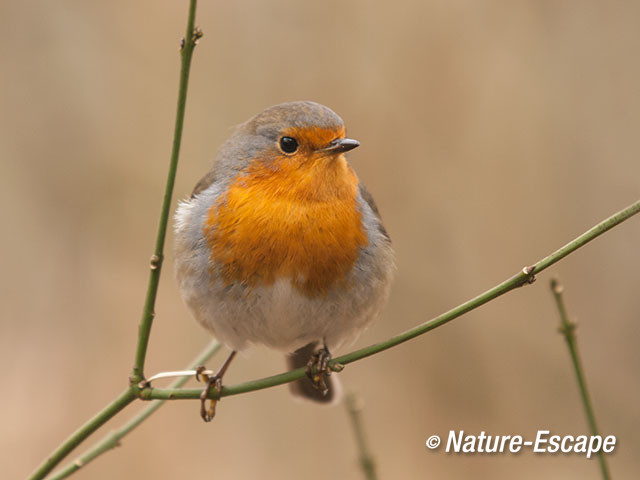 Roodborst, roodborstje, NHD Castricum1 280117