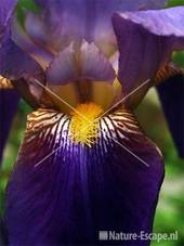 Baardiris detail