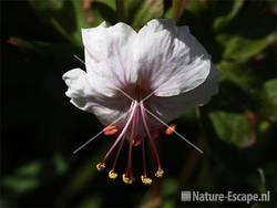 Geranium 'Biokovo' tW1