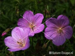 Geranium clarkei 'Kashmir Pink'