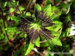 Geranium phaeum 'Samobor' tW2