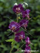 Geranium phaeum tW2