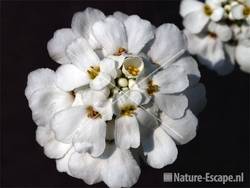 Scheefbloem tW2