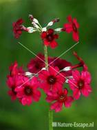 Sleutelbloem tW2