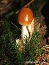 Roodbruine slanke amaniet Rijsterbos 1