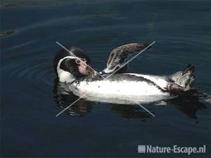 Humboldtpinguin Dierenpark Emmen 2