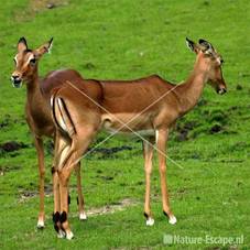 Impala's Dierenpark Emmen 2