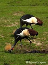 Kroonkraanvogels Dierenpark Emmen 1a