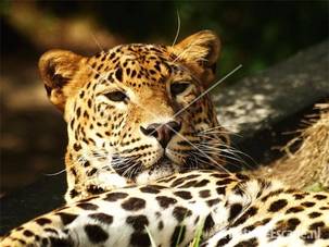 Luipaard Dierenpark Emmen 8