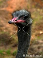 Struisvogelkop Dierenpark Emmen