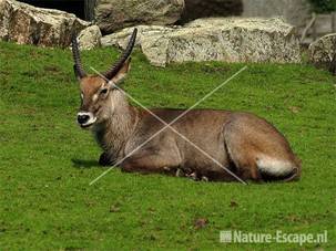 Waterbok Dierenpark Emmen 2
