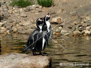 Humboldtpinguins Dierenpark Emmen 1