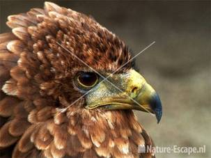 Bateleur arend JCL2
