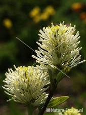 Fothergilla garabaldii tW1
