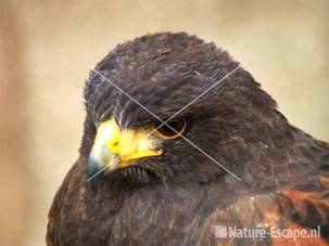 Woestijnbuizerd JCL2