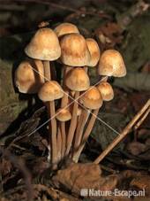 Bundelcollybia vermoedelijk NHD Egmond 3