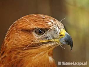 Arendbuizerd JCL1